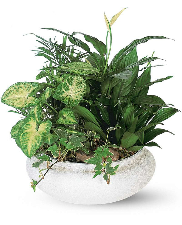 Medium Dish Garden