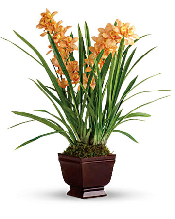 Regally Yours Orchid by Teleflora
