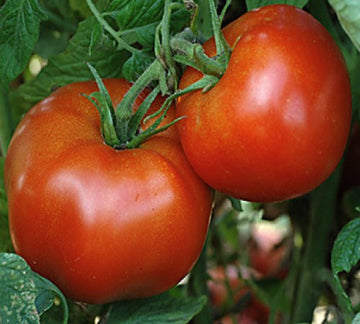 Tomato 'Rutgers Select'