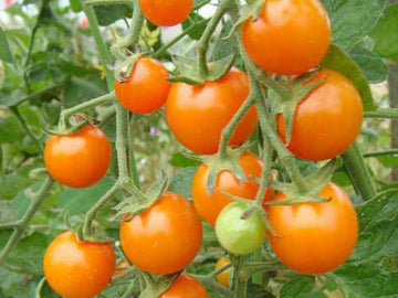 Tomato 'Sun Gold'