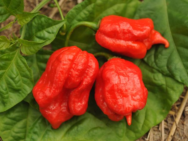 Pepper 'Trinidad Scorpion'