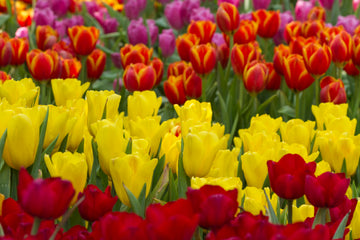 Tulips 6" Pot
