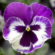 Pansy 6-Pack