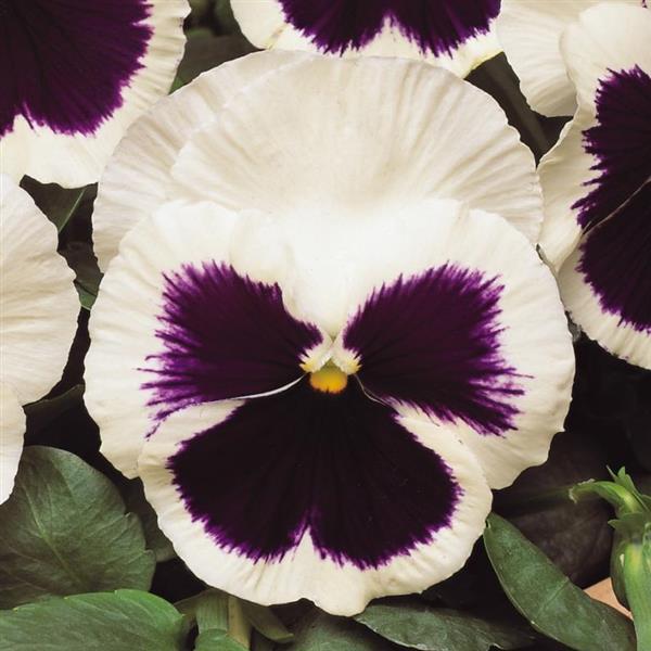 Pansy 6-Pack