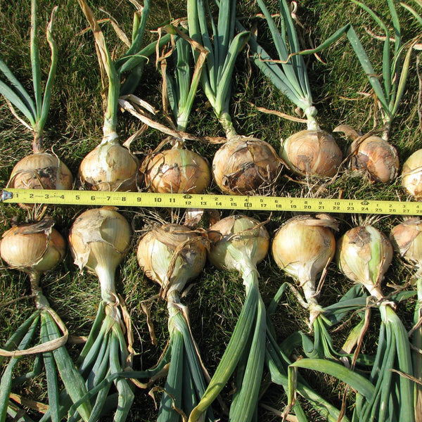 Onion 'Walla Walla' Bunch Plants