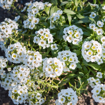 Alyssum