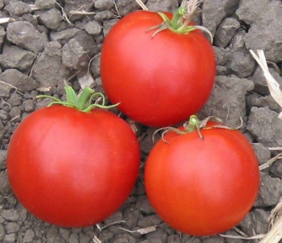Tomato 'Wisconsin 55'