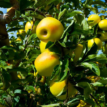 Apple - Malus domestica ‘Yellow Delicious’