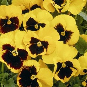 Pansy 6-Pack