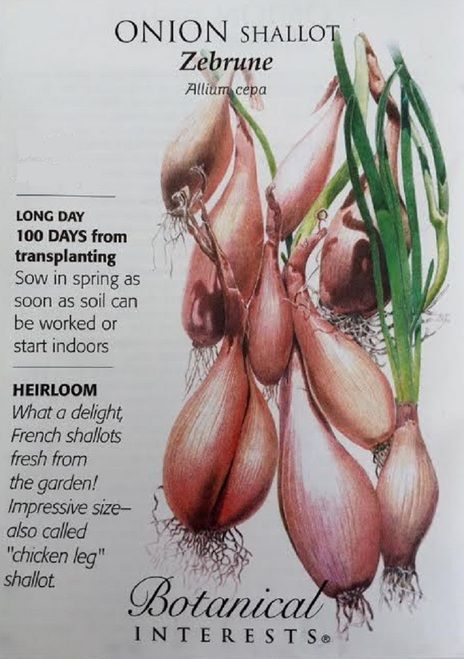 plant shallot seeds Onion Shallot 'Zebrune'