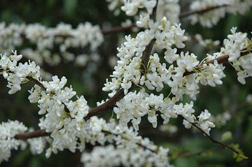 Eastern Redbud - Cercis canadensis 'Alba'