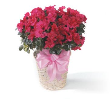 Azalea Blooming Plant