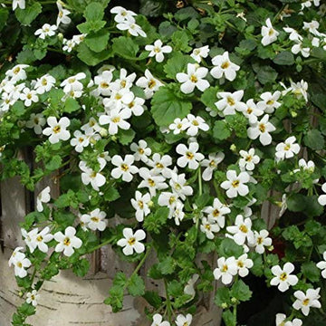 Bacopa