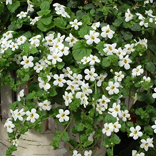 Bacopa