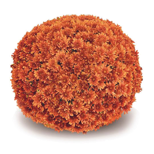 Mum 12" Premium