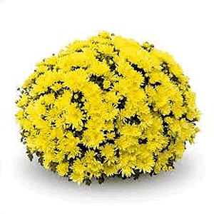 Mum 12" Premium