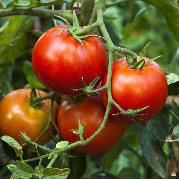 Tomato 'Better Boy'
