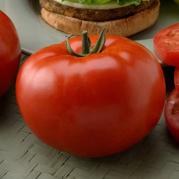 Tomato 'Big Beef'