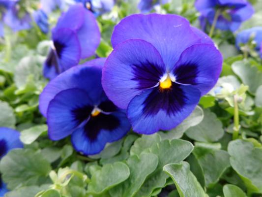 Pansy 6-Pack