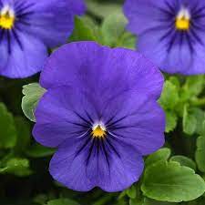 Pansy Hanging Basket