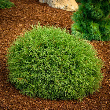 Arborvitae - Thuja occidentalis 'Mr. Bowling Ball'