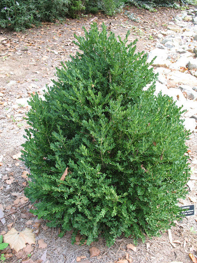 Buxus x Boxwood 'Green Mountain'