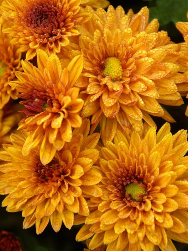 Mum 12" Premium