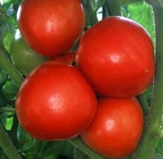 Tomato 'Carnival'