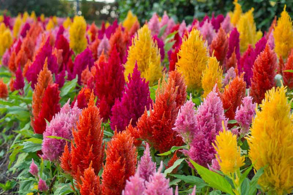 Celosia