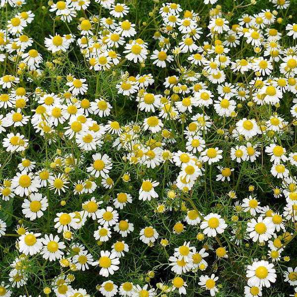 Chamomile 'German'