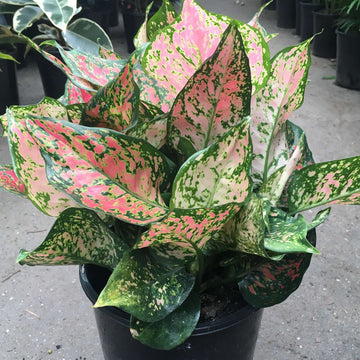 Aglaonema