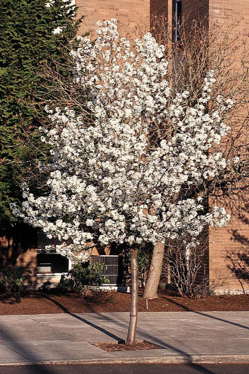 Flowering Pear - Pyrus calleryana 'Cleveland Select'