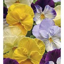 Pansy Hanging Basket