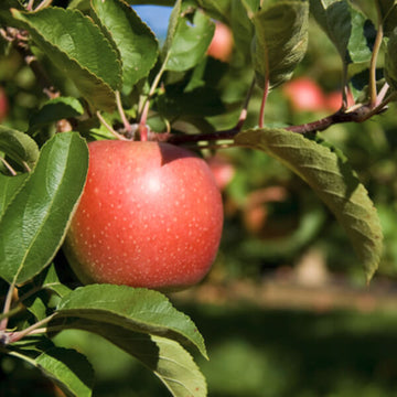 Apple - Malus domestica 'Courtland'