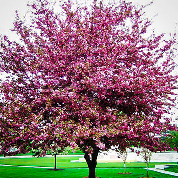 Flowering Crabapple - Malus × moerlandsii 'Profusion'