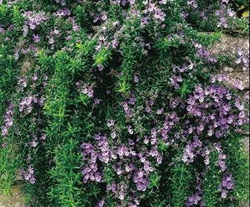 Rosemary 'Creeping'