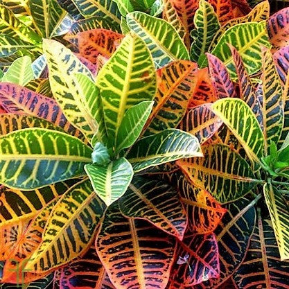 Croton
