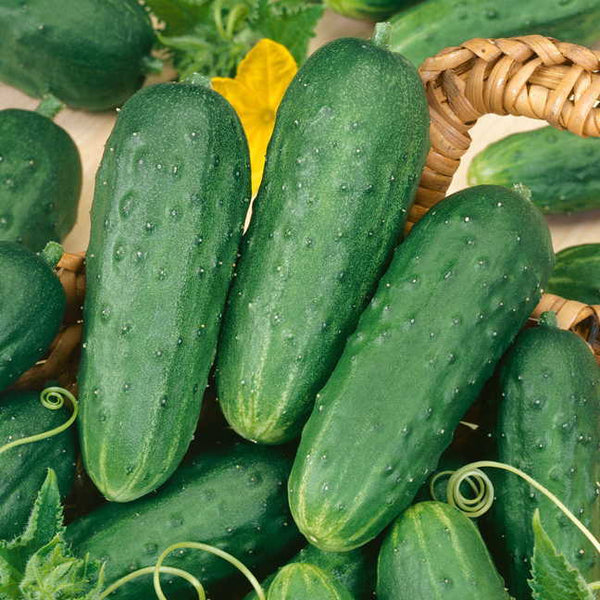Cucumber 'Persian Pickling'