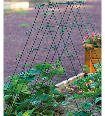 Cucumber Folding Support