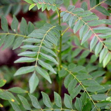 Curry Leaf