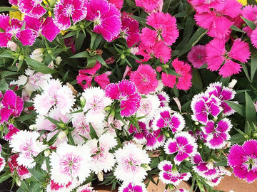 Dianthus (Annual)