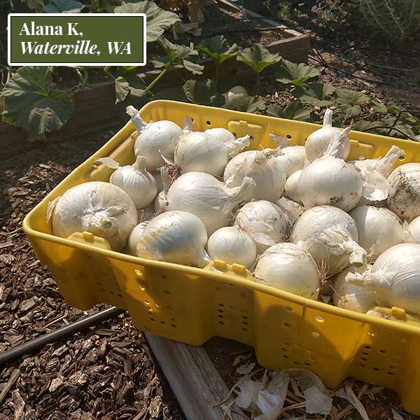 Onion 'Ringmaster' Bunch Plants