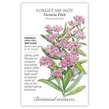 Forget-Me-Not 'Victoria Pink'