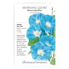 Morning Glory 'Heavenly Blue'