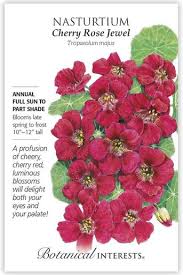 Nasturtium 'Cherry Rose Jewel'