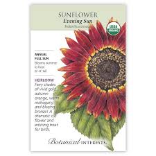 Sunflower 'Evening Sun'