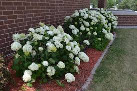 Hydrangea 'Annabelle'