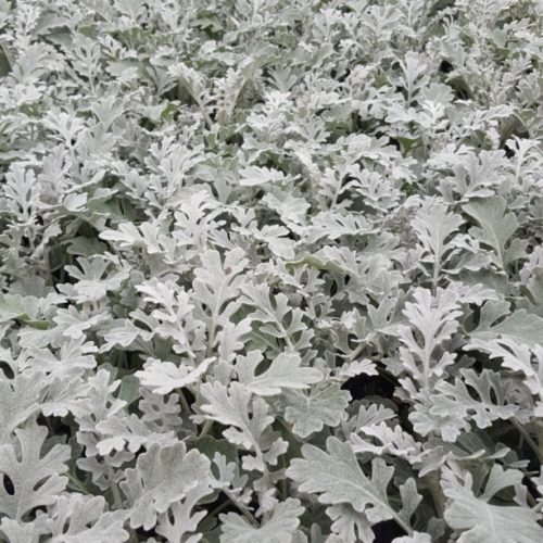 Dusty Miller 4" Fall
