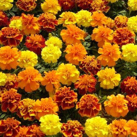 Marigolds - Tall