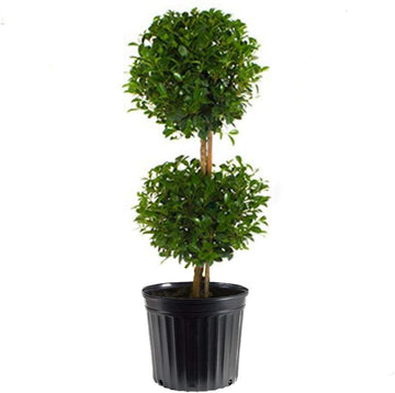 Eugenia Ball Topiary